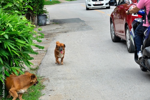 A dog is walking on the road next to a car © SAKCHAI