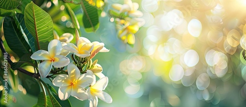 Tropical frangipani flowers...