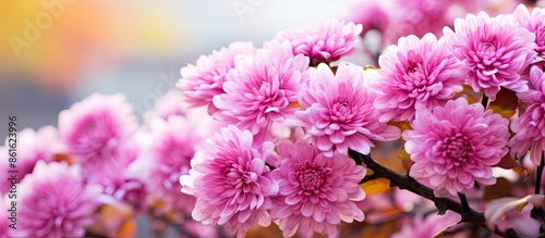 Close-up image of a pink ch...
