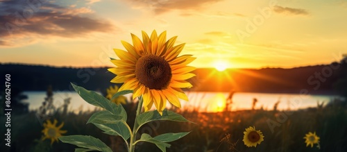 A sunflower in a field at s...