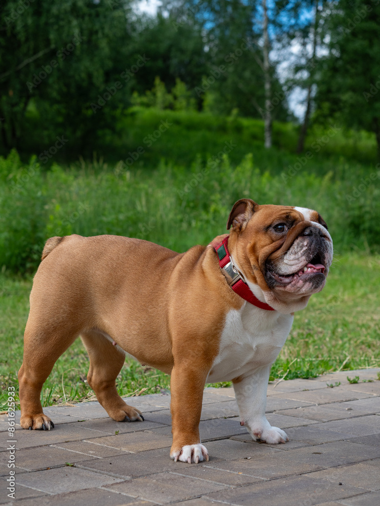 Obraz premium Funny beautiful classic Red English British Bulldog Dog out for a walk looking up sitting in the grass