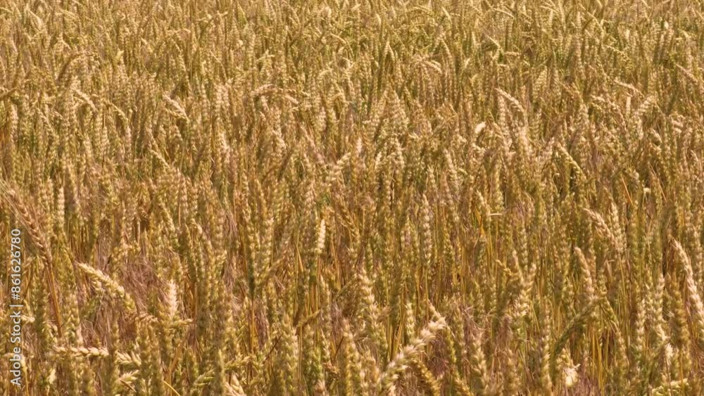 Golden ears of wheat growing in a field on a farm, ready for harvest Golden ears of wheat growing in a field on a farm, ready for harvest