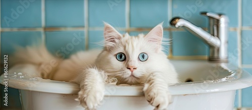 White cat lies in the sink ...