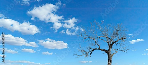 A lifeless tree set against...