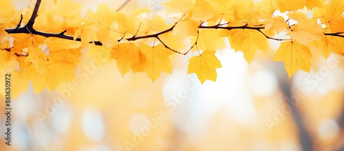 Natural background with yel...