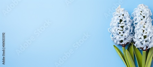 Top view of a blue hyacinth...
