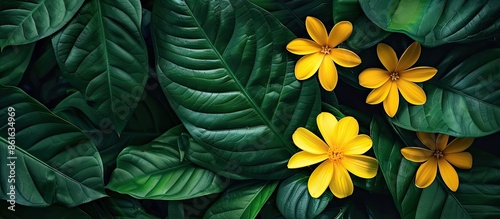 Yellow flowers isolated on ...