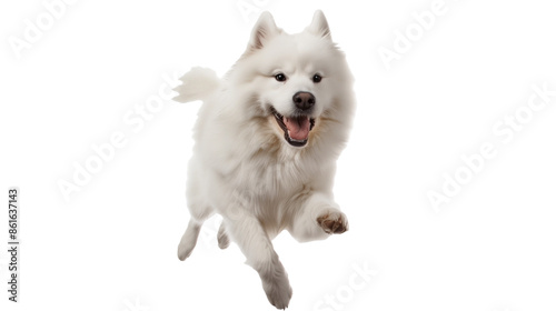 Full body shot of Samoyed dog, running happily, smiling.