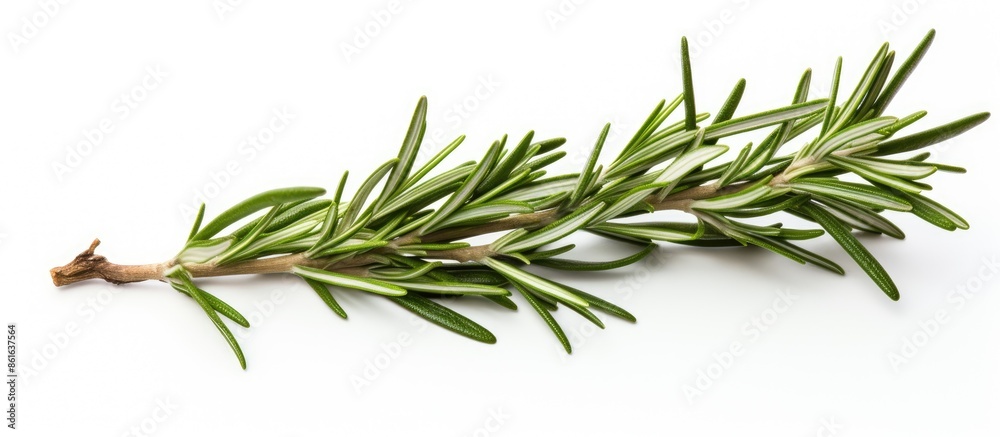 Rosemary twig on white backdrop with copy space image. Rosemary twig on white backdrop with copy space image.