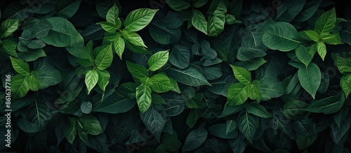 Texture of a background fea...