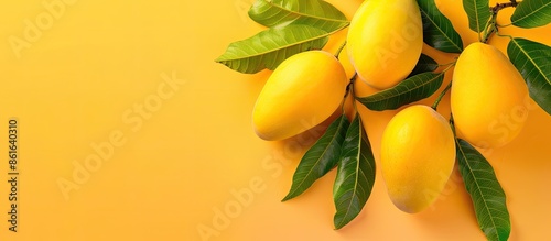 The beautiful yellow mango is a fruit that is sweet and sour. Very well planted in the tropics. Isolated on pastel background with clipping path. with copy space image