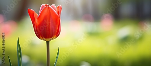 Close-up of a red tulip flo...
