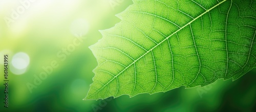 Summer concept with a green...