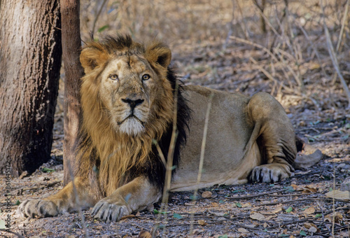 Asiatic lion photo