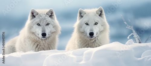 Arctic wolves with a snowy ...