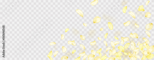Yellow falling rose or sunflowers petals.Transparent panoramic horizontal background.Amber flower spring template.