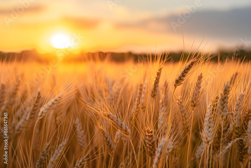 Golden Wheat Field at Sunset: A Harvest Tranquility © Liffer