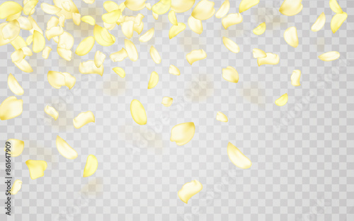 Yellow falling rose or sunflowers petals.Transparent panoramic horizontal background.Amber flower spring template.