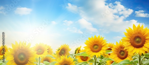 Sunflower garden with seeds...