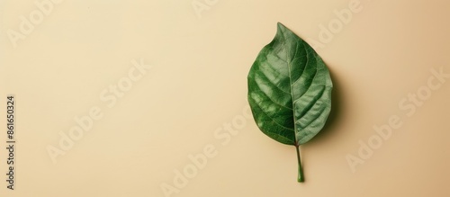 An isolated green leaf sits...