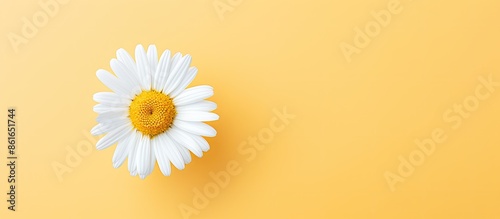 Top view of a single chamom...