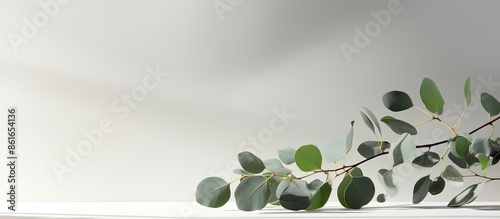 Front view of a green eucal...