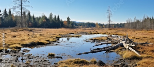 Autumn scenery showing a lovely bog with dead wood in the front and a forest in the back. A pristine natural view with room for text or images. with copy space image. Place for adding text or design