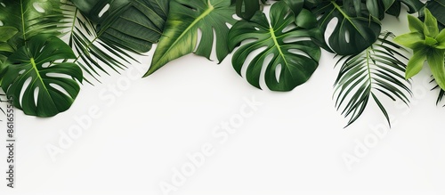 Top view of isolated tropic...