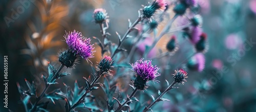 A blooming bull thistle pla...
