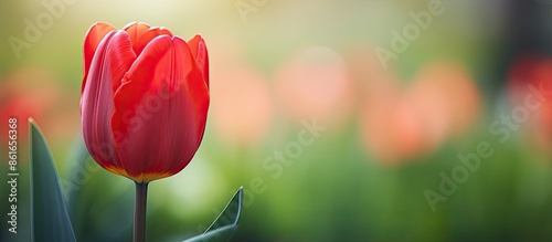 Close-up of a red tulip flo...
