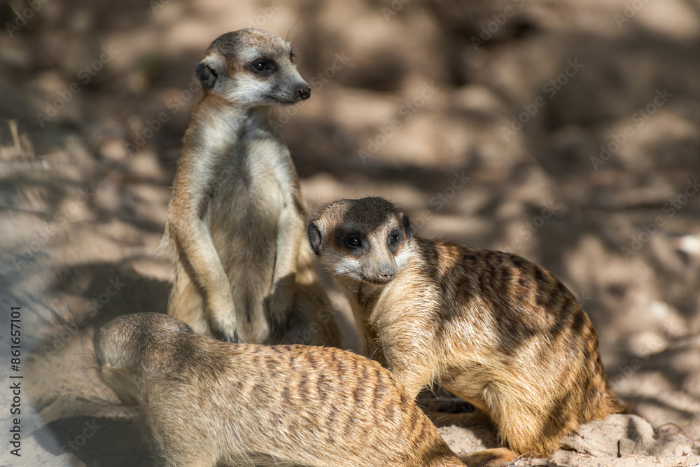 Fototapeta premium A cute couple of meerkats poses for the camera on a sunny day.