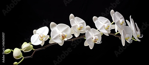 White orchid branch with un...