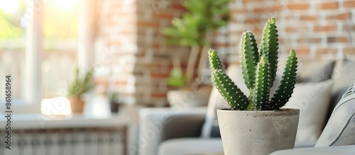 Green cactus in living room...