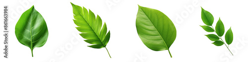 Collection of real fresh green leave isolated on transparent or white background