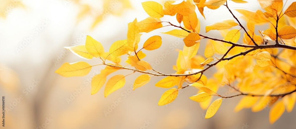 Autumn park backdrop with blurred focus, showcasing vibrant yellow leaves on a branch, ideal for a copy space image. Autumn park backdrop with blurred focus, showcasing vibrant yellow leaves on a branch, ideal for a copy space image.