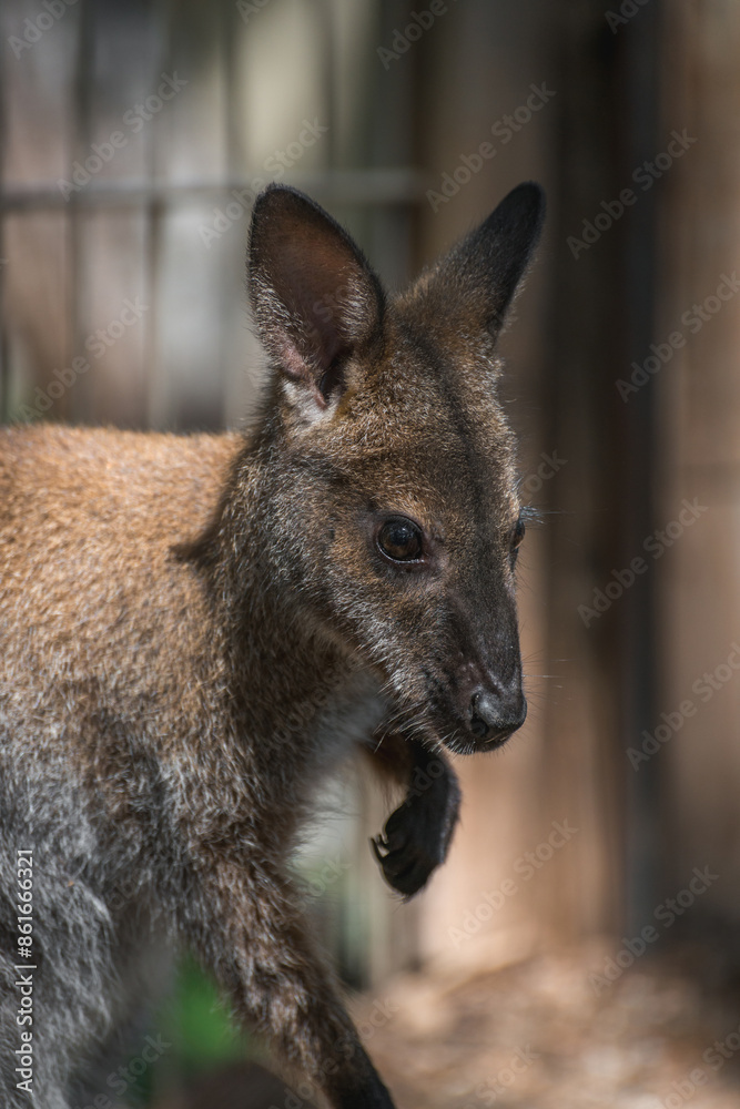 Photo of a wallaby kangaroo at the Almaty Zoo, Kazakhstan. Photo of a wallaby kangaroo at the Almaty Zoo, Kazakhstan.