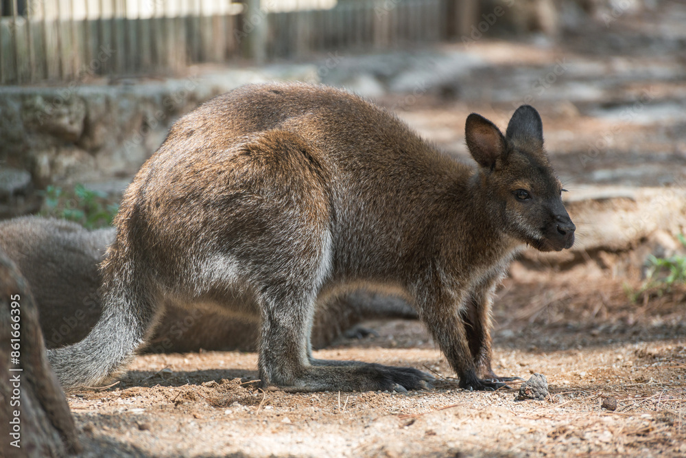 Photo of a wallaby kangaroo at the Almaty Zoo, Kazakhstan. Photo of a wallaby kangaroo at the Almaty Zoo, Kazakhstan.