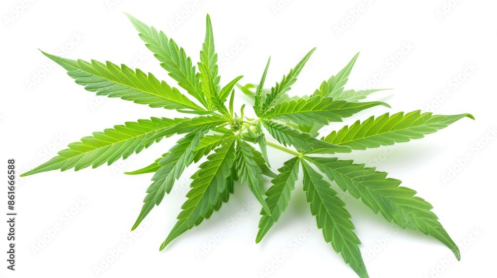 Cannabis: Green Leaves of Hemp, Ganja, and Sativa Plant for Medical Marijuana Cannabis: Green Leaves of Hemp, Ganja, and Sativa Plant for Medical Marijuana