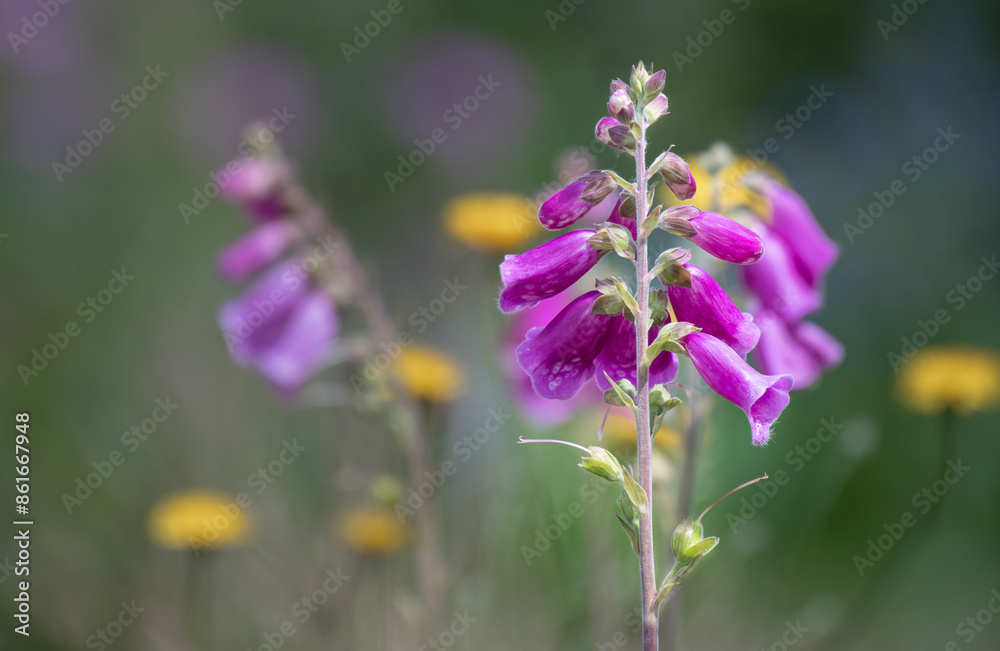 Purple foxgloves and yellow dandelions british wildflowers bathed in warm summer sunlight Purple foxgloves and yellow dandelions british wildflowers bathed in warm summer sunlight