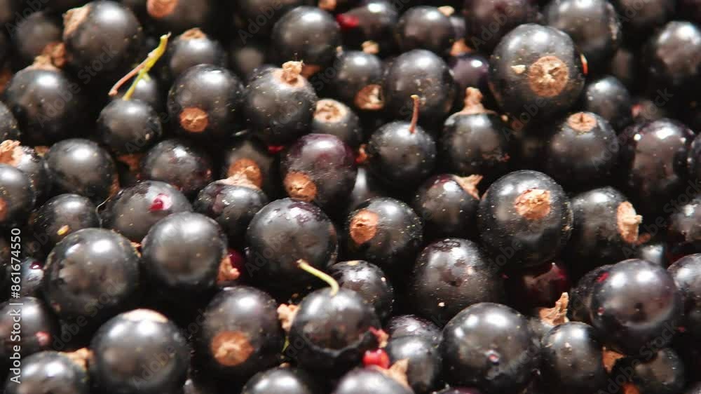 a box full of fresh blackcurrants, full of vitamins a box full of fresh blackcurrants, full of vitamins