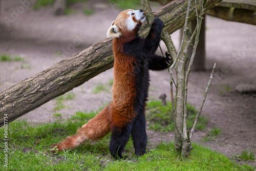 The little red panda stands on its hind legs, holding the trunk of a small tree with its front paws and biting a twig.