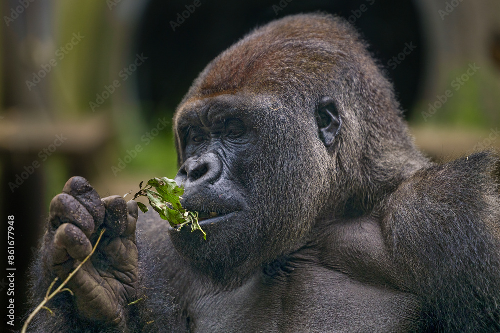 Obraz premium A male gorilla sniffs a branch