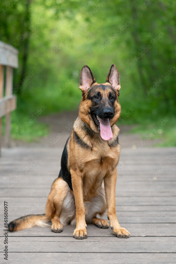 black and brown East European Shepherd dog sits on wooden bridge in park with green trees in sunny summer day, dog for for military and guard work, dogwalking concept, vertical photo, copy space black and brown East European Shepherd dog sits on wooden bridge in park with green trees in sunny summer day, dog for for military and guard work, dogwalking concept, vertical photo, copy space