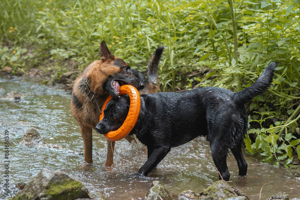 two dogs play with each other with orange dog puller in small shallow river, black and brown East European Shepherd and black Labrador, dogwalking concept two dogs play with each other with orange dog puller in small shallow river, black and brown East European Shepherd and black Labrador, dogwalking concept