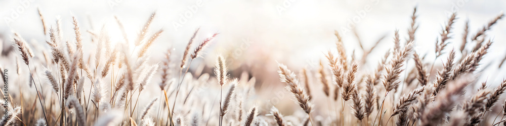 Paisaje de flores silvestres en verano. Hierba silvestre en el bosque al atardecer. Imagen macro de espigas silvestres con fondo borroso. Paisaje de flores silvestres en verano. Hierba silvestre en el bosque al atardecer. Imagen macro de espigas silvestres con fondo borroso.
