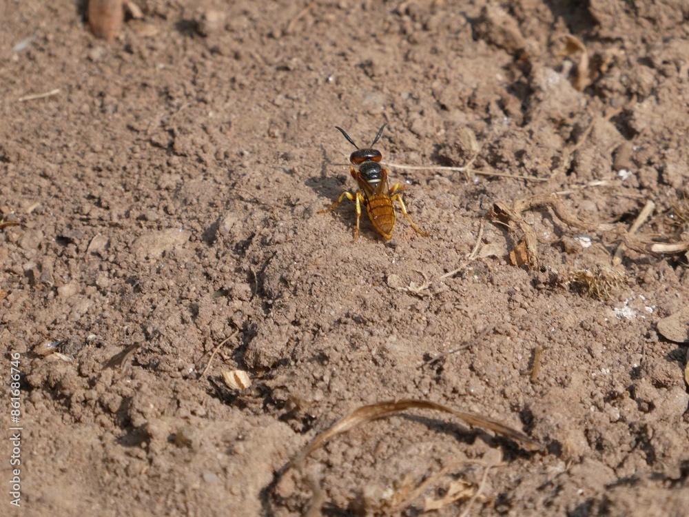 Bienenwolf auf Nahrungssuche Bienenwolf auf Nahrungssuche