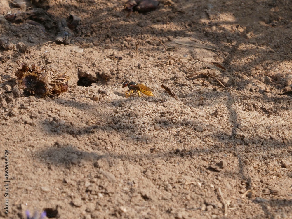 Bienenwolf auf Nahrungssuche Bienenwolf auf Nahrungssuche