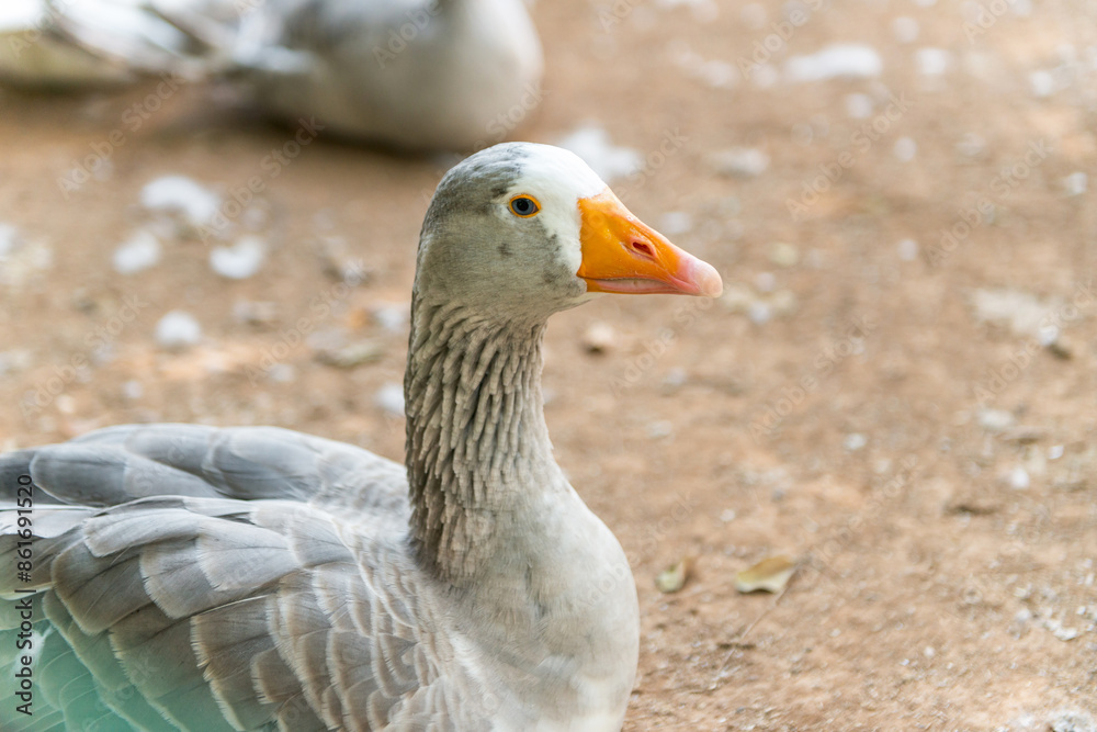 Noble goose white and gray posing for the camera. Noble goose white and gray posing for the camera.
