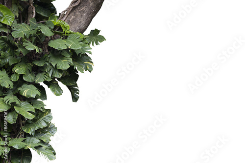 Fototapeta Naklejka Na Ścianę i Meble -  Lush tropical plants bush growing on the tree , transparency background