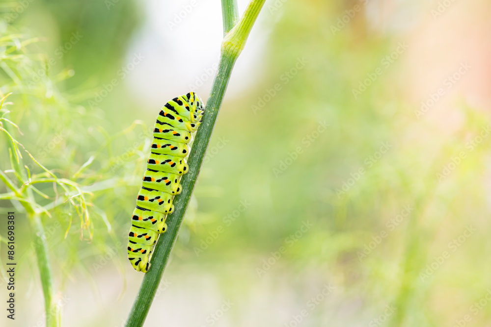 Macro of a bright green caterpillar with black stripes and orange spots ...